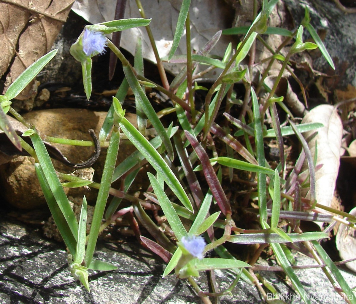 Cyanotis thwaitesii Hassk.